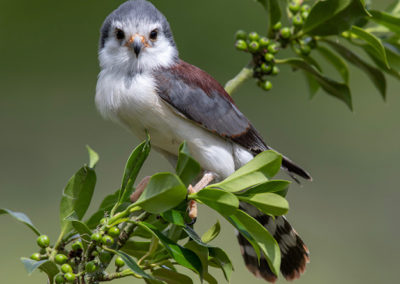 Thirsk Birds of Prey Centre, African Pygmy Falcon