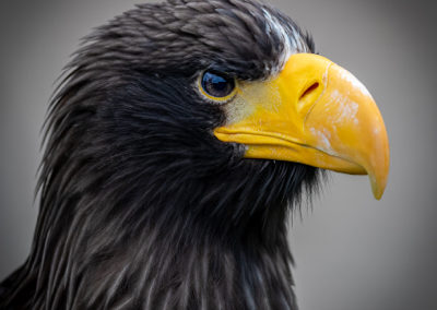 Thirsk Birds of Prey Centre, Hokkaido, Steller's Sea Eagle Flying