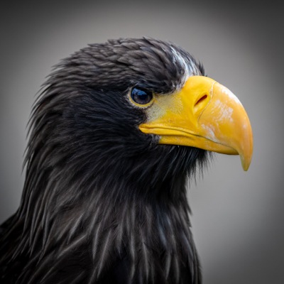 Falconry UK Birds of Prey Centre