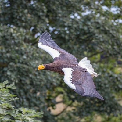 Full Day Birds of Prey Experience Thirsk Birds of Prey Centre