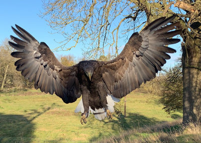 Thirsk Birds of Prey Centre Kyla, White-tailed Sea Eagle