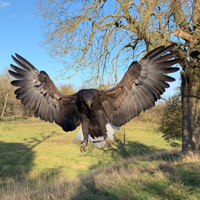 Full Day Birds of Prey Experience Thirsk Birds of Prey Centre