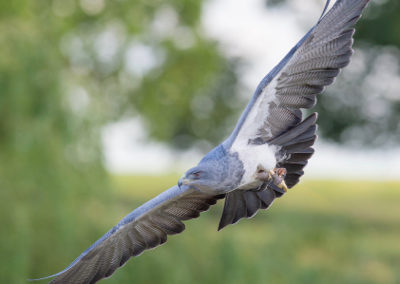 Thirsk Birds of Prey Centre William, Grey Eagle Buzzard