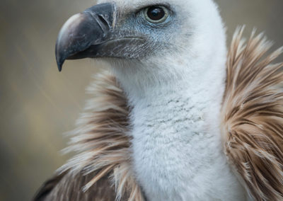 Thirsk Birds of Prey Centre,Eurasian Griffon Vulture