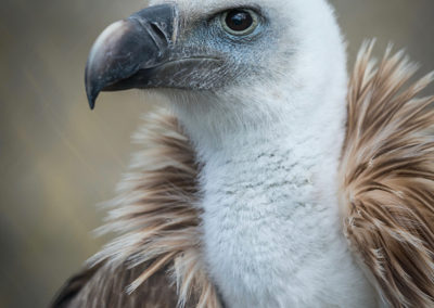 Thirsk Birds of prey Centre - Thirsk Birds of Prey Centre