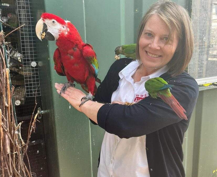 World of James Herriot sponsors rescued parrot at Morndyke parrot sanctuary
